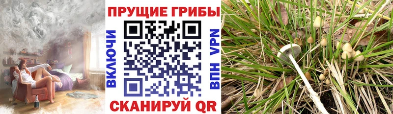 kraken как зайти  Краснослободск  Галлюциногенные грибы Magic Shrooms 